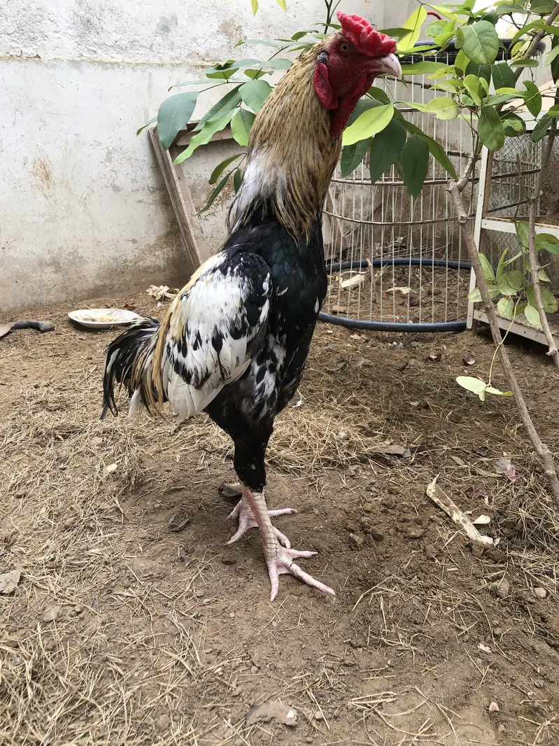 Java Aseel and Desi Murgi with cages. — photo 6