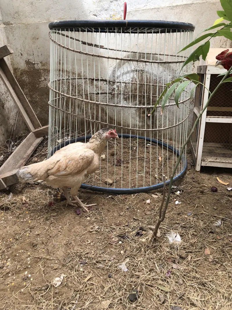 Java Aseel and Desi Murgi with cages. — photo 7