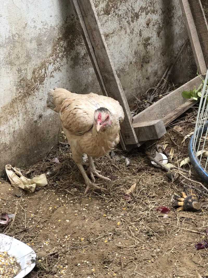 Java Aseel and Desi Murgi with cages. — photo 9