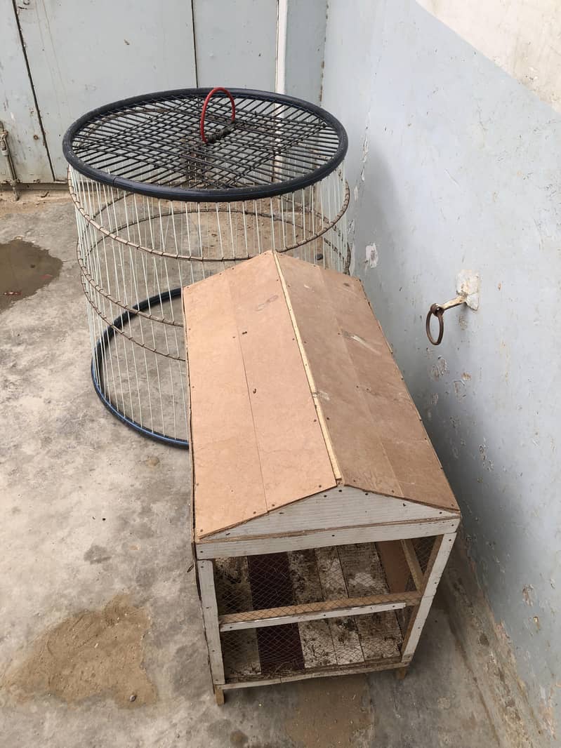 Java Aseel and steel cage 9
