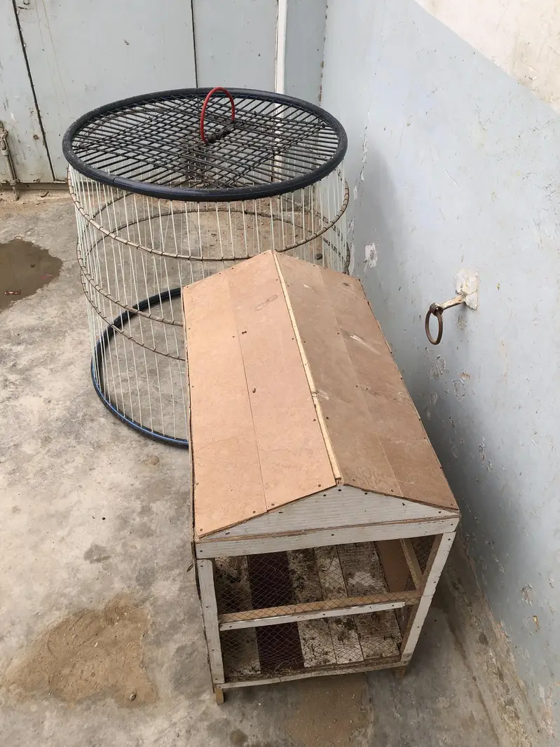 Java Aseel and Desi Murgi with cages. — photo 10