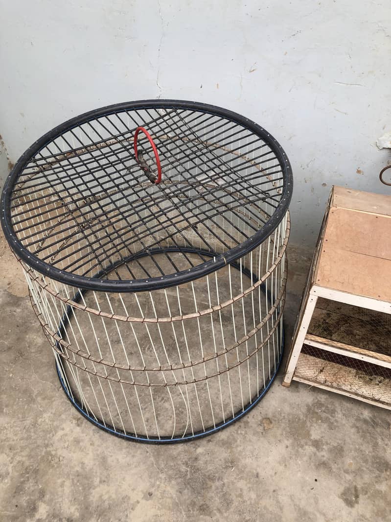 Java Aseel and steel cage 10
