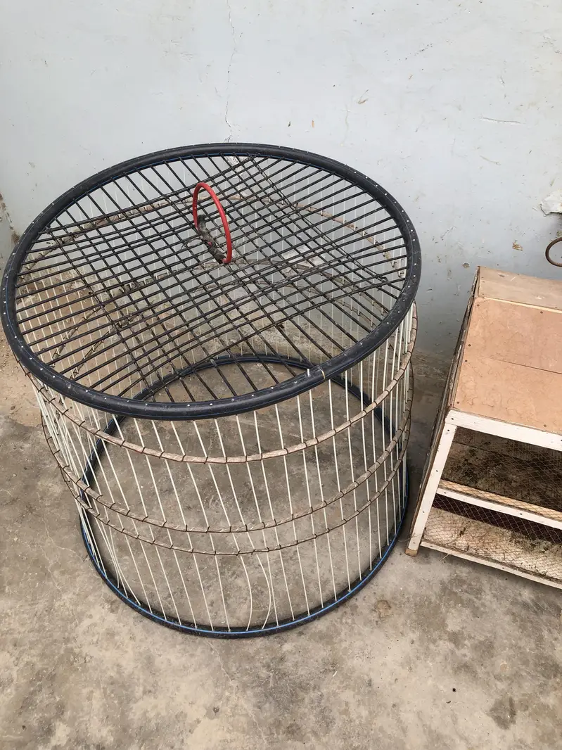 Java Aseel and Desi Murgi with cages. — photo 11