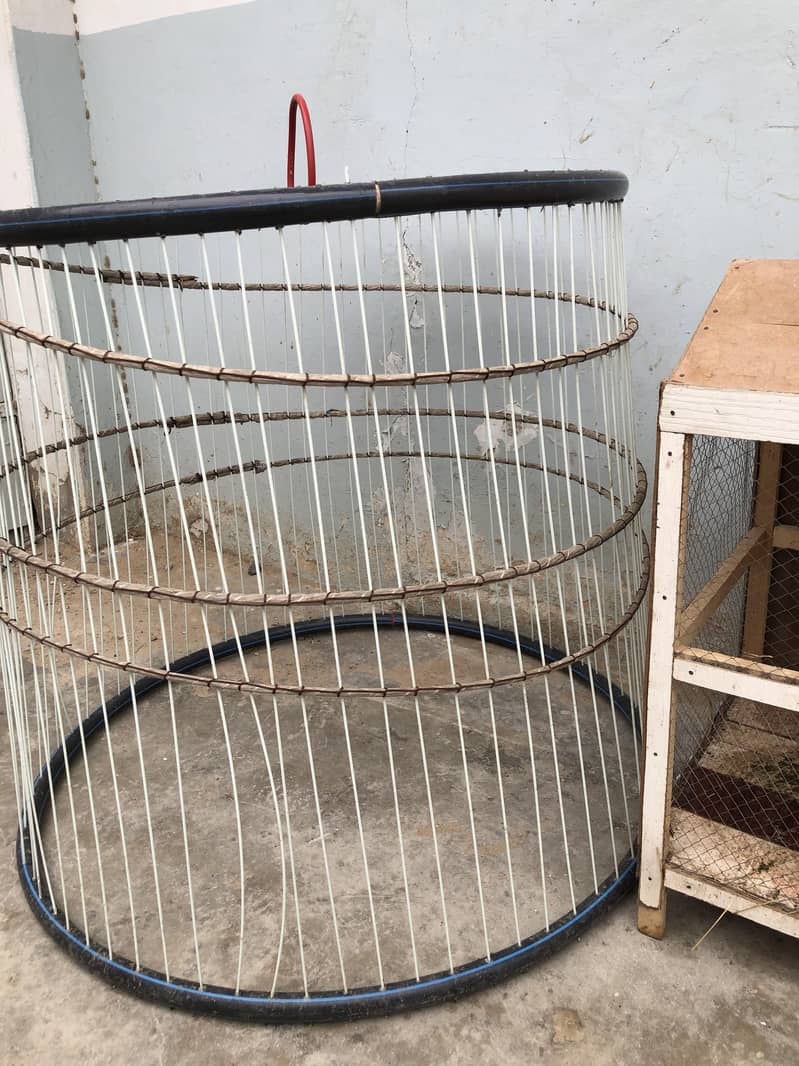 Java Aseel and steel cage 11