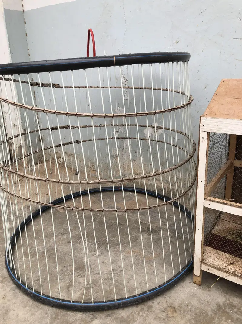 Java Aseel and Desi Murgi with cages. — photo 12