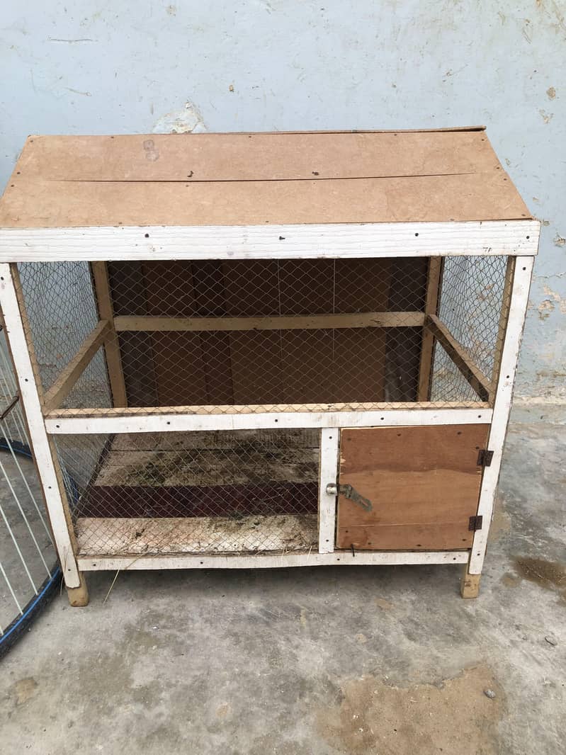 Java Aseel and steel cage 12