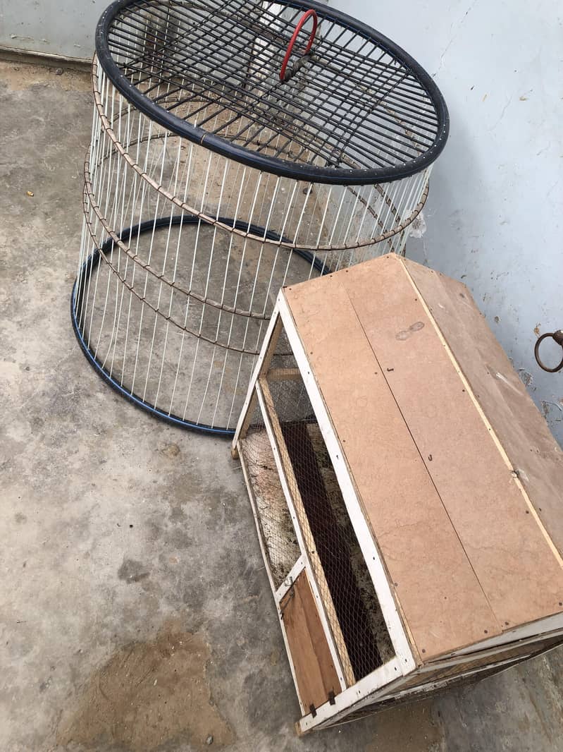 Java Aseel and steel cage 13