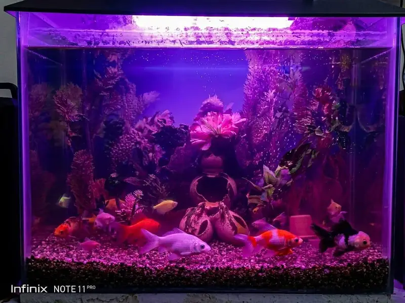 home aquarium for sale with around 26 active fishes