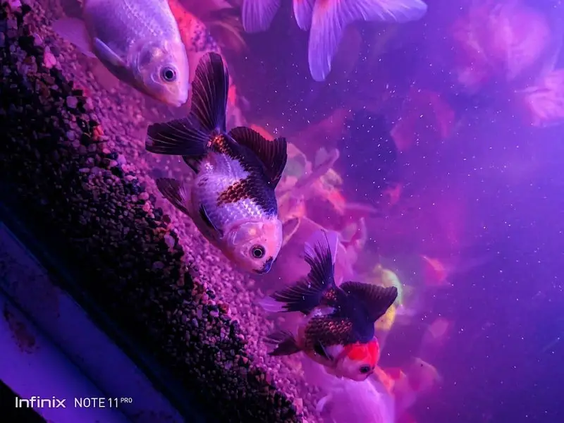home aquarium for sale with around 26 active fishes — photo 2