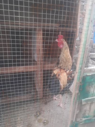 murgha for sale best