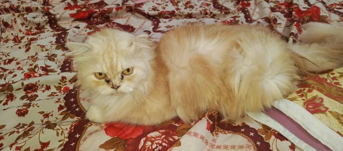 5 face panch face female cat he jis ko chahiye Wohi rabta kare