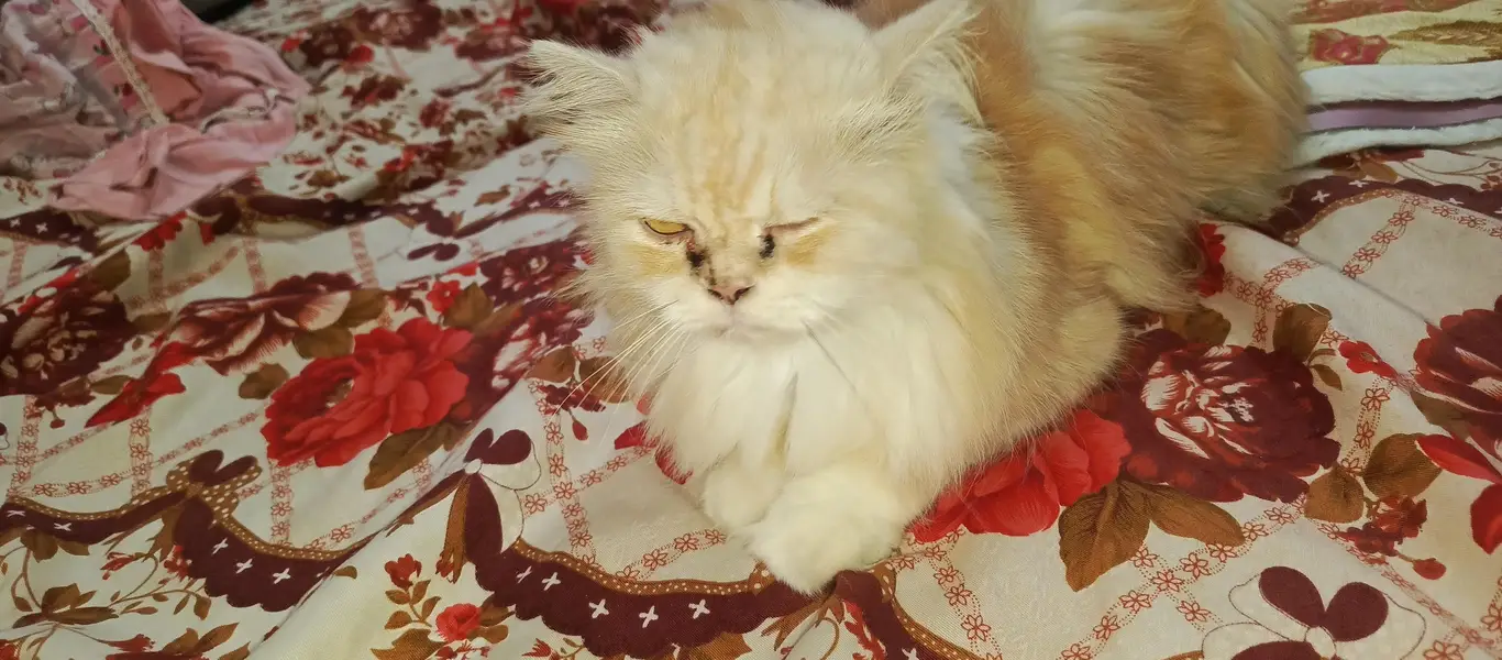 5 face panch face female cat he jis ko chahiye Wohi rabta kare — photo 2