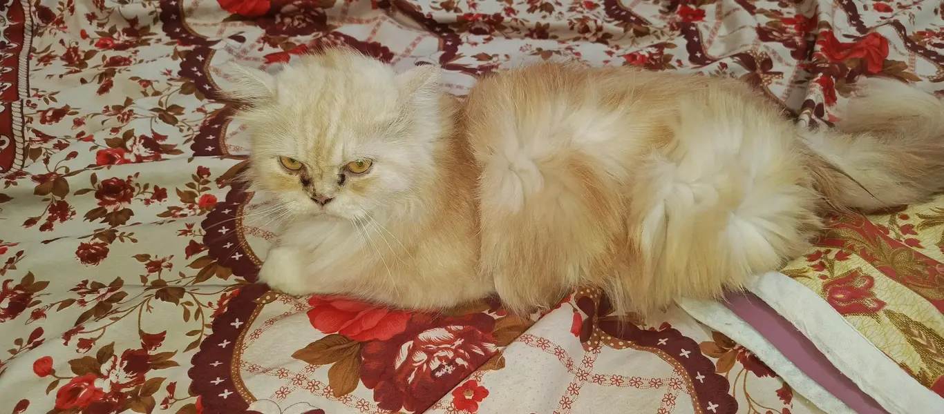 5 face panch face female cat he jis ko chahiye Wohi rabta kare — photo 3