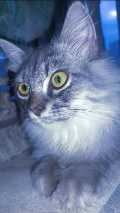 persion male cat