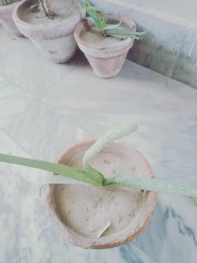 “2 Aloe Vera Plants Ghamlay Ke Sath” 