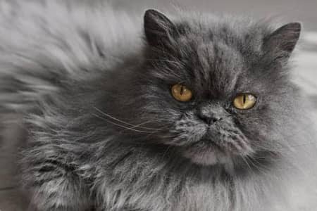 parchion cat for sale