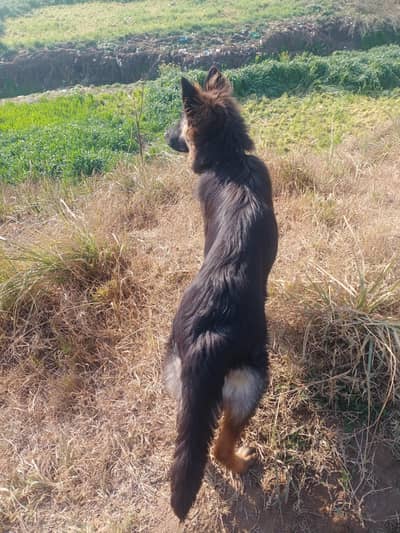 german shperd female for sale