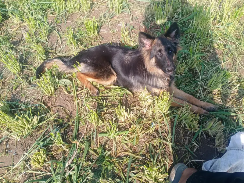 german shperd female for sale — photo 2