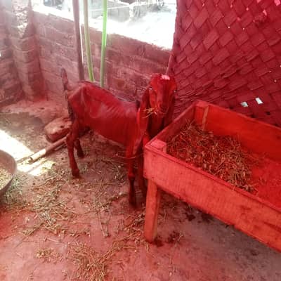 nagra Bakra for sale