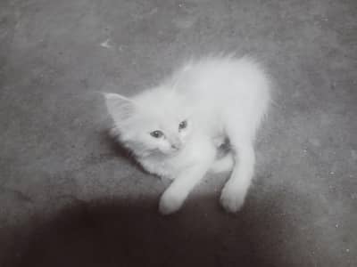 persian cat