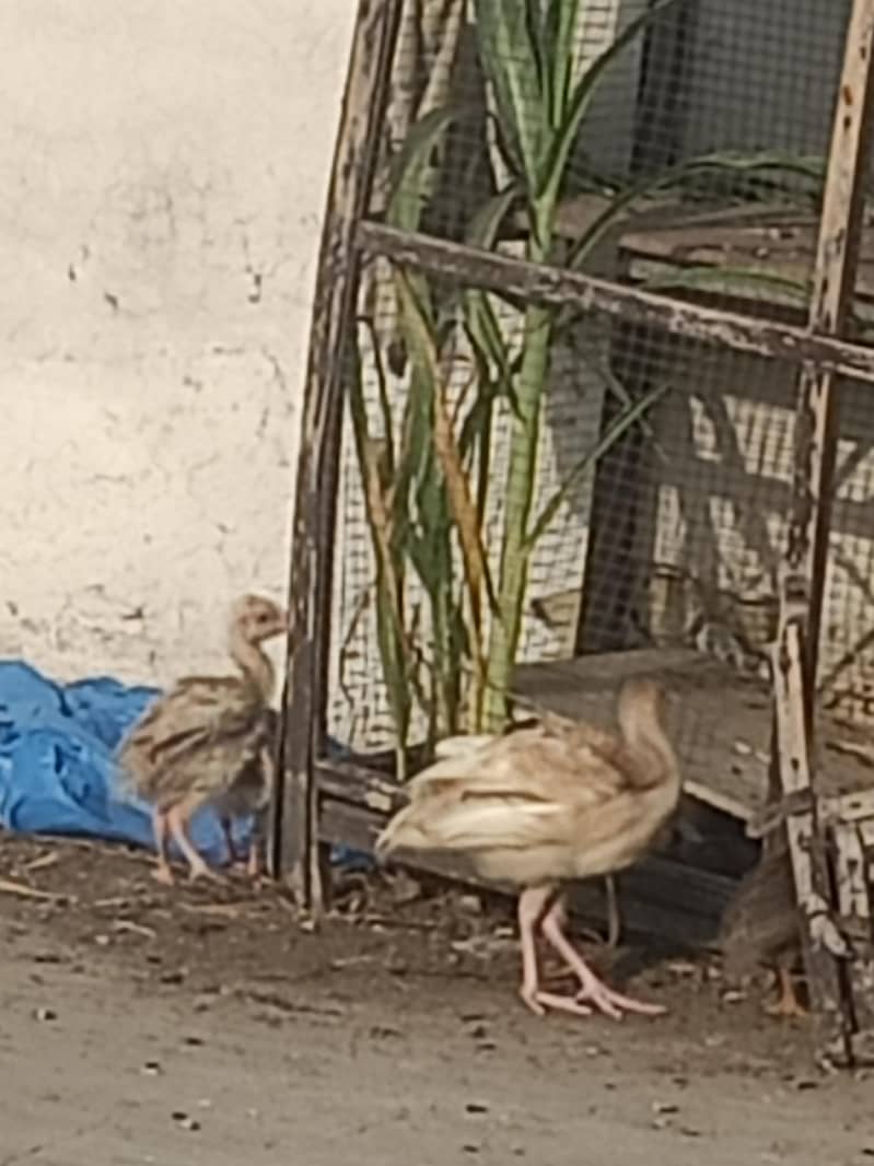 Turkey 0
