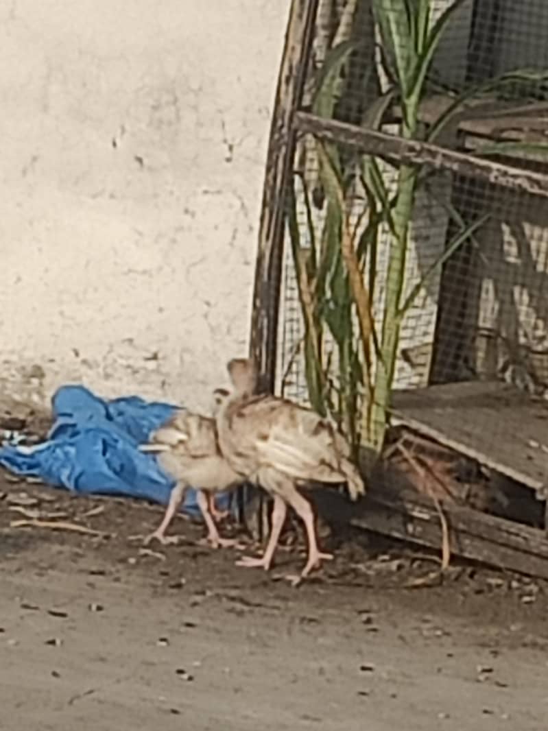Turkey 1