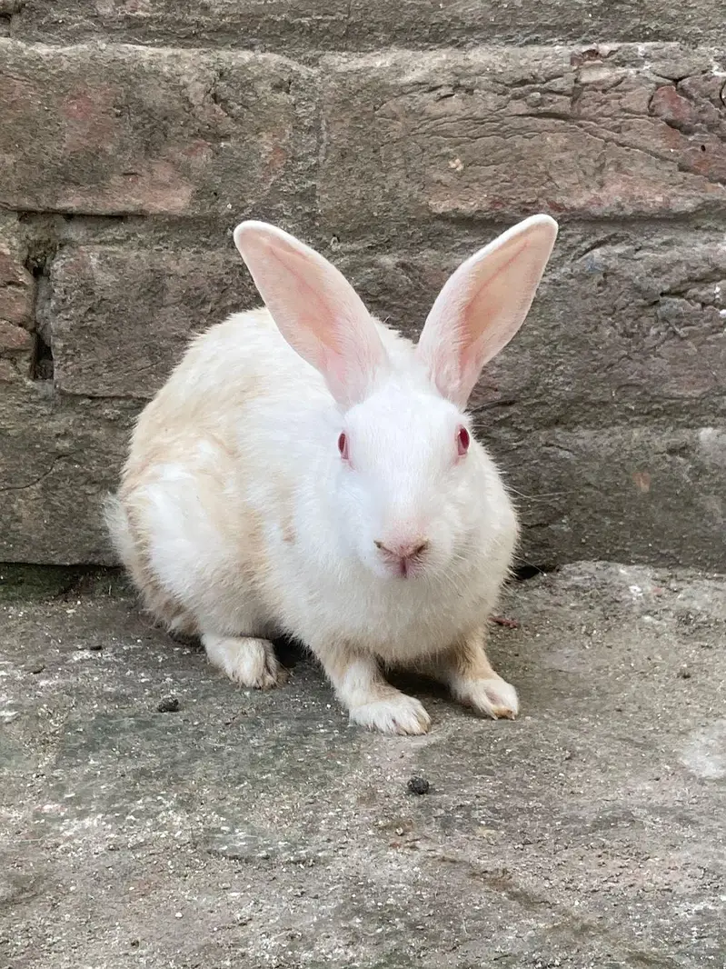 Red eyes rabbits healthy pair