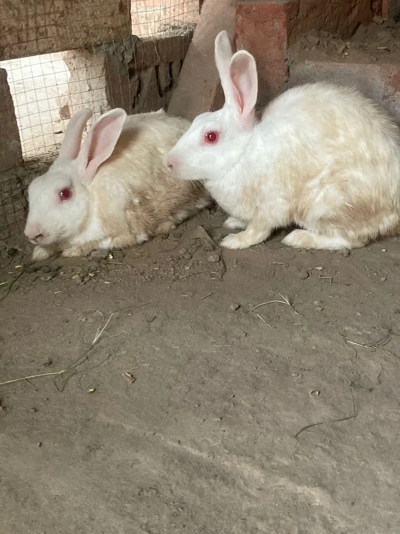 Red eyes rabbits healthy pair — photo 3