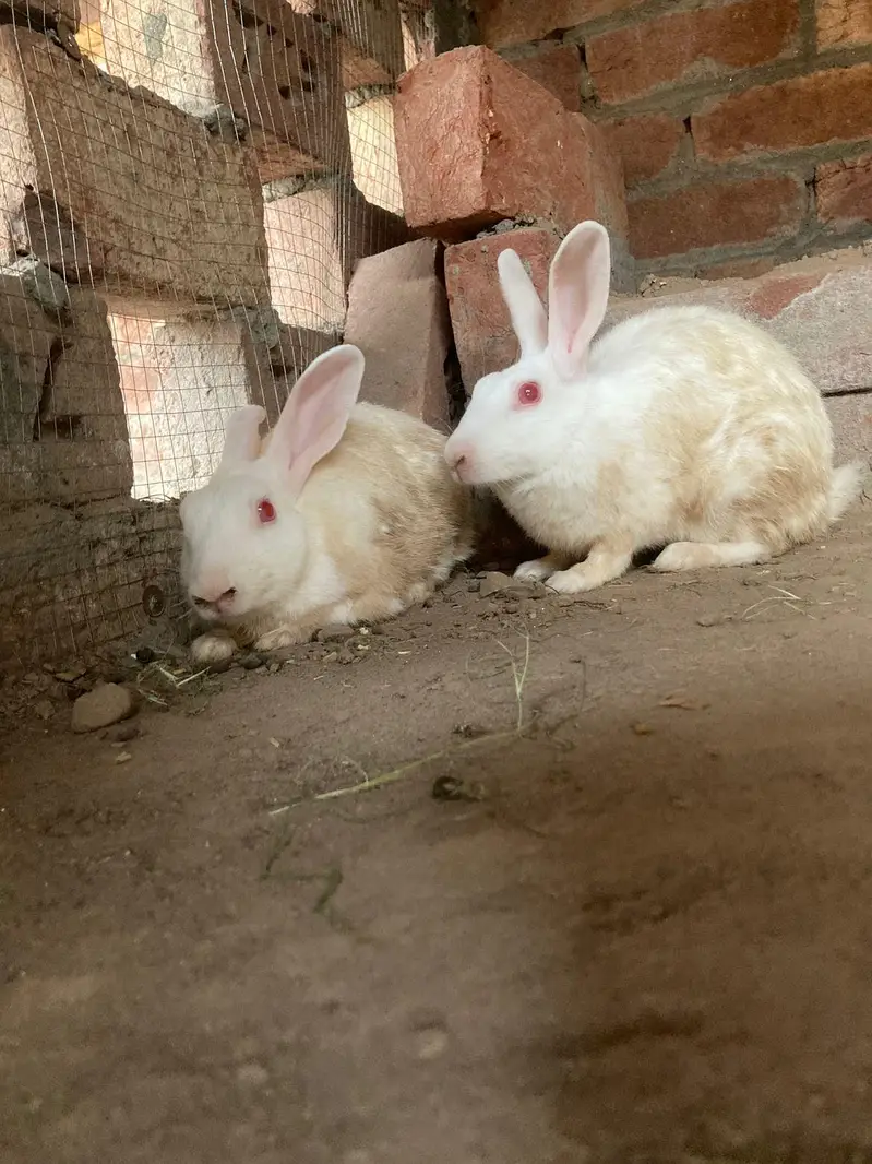 Red eyes rabbits healthy pair — photo 4