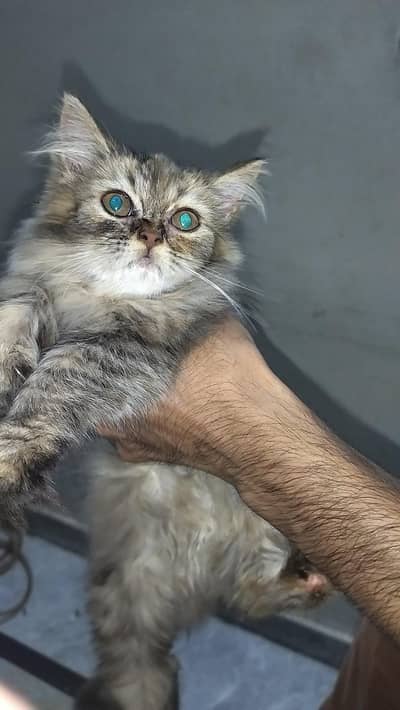 persian triple coat kitten