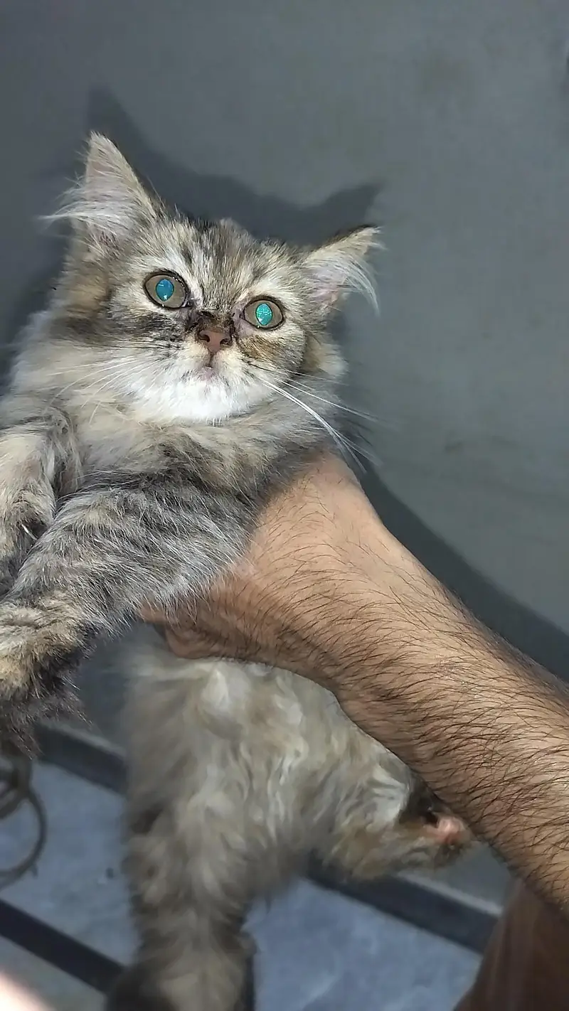 persian triple coat cat & kittens — photo 2