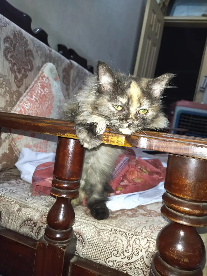 persian triple coat cat & kittens — photo 6