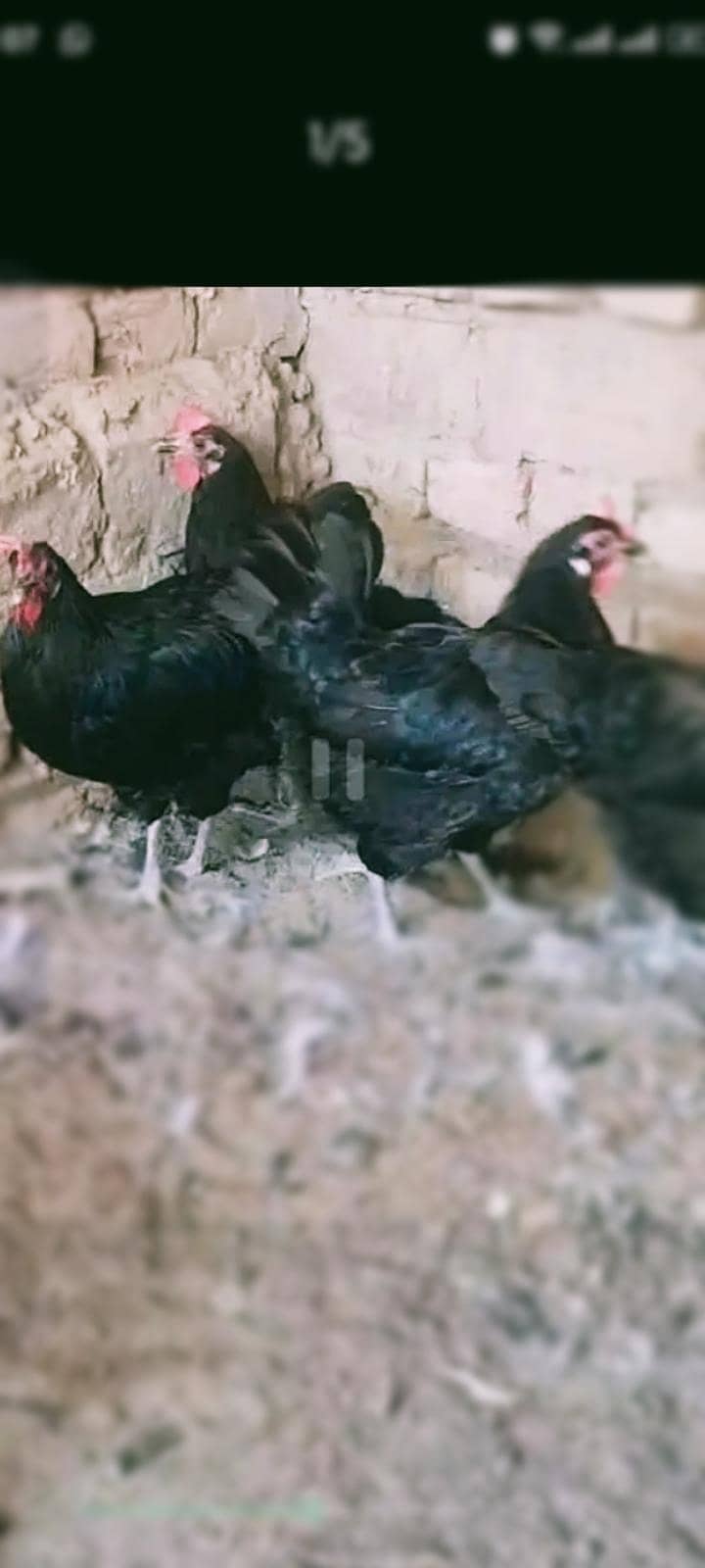 nanee 0
