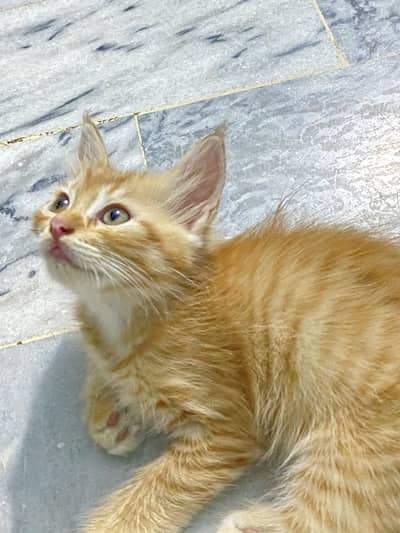 Adorable Brown kitten