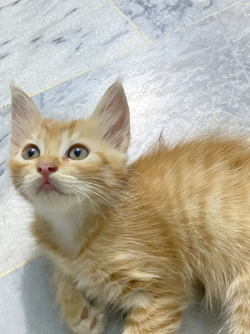 Adorable Brown kitten — photo 2