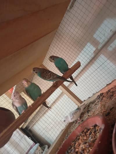 1 Breader pair 4 female and 2 male Total 8 piece with cage 2 portion