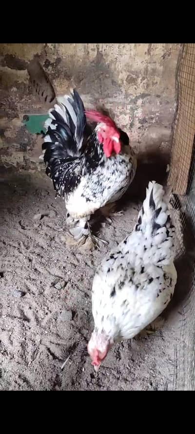 White English Game Molted Milli Flower