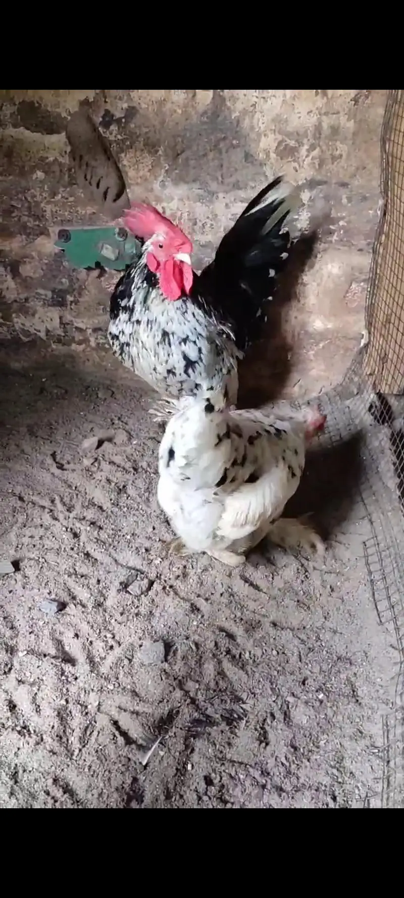 White English Game Molted Milli Flower — photo 2