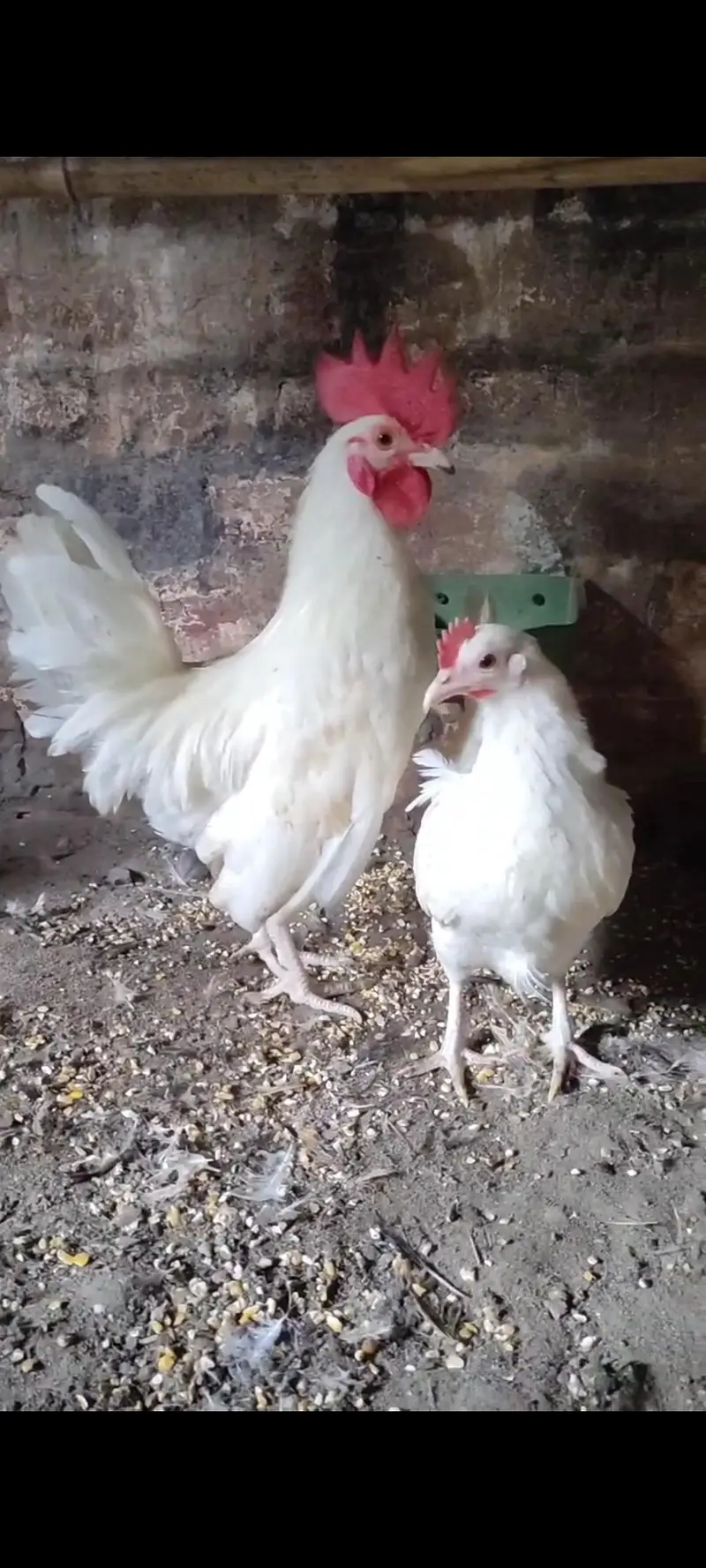 White English Game Molted Milli Flower — photo 3