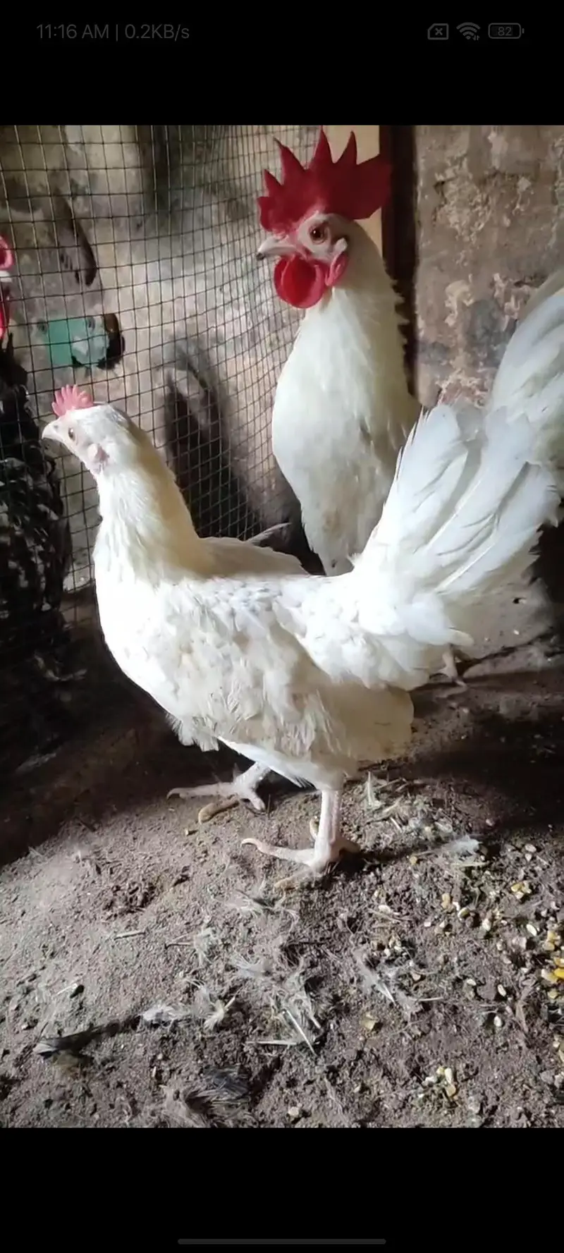 White English Game Molted Milli Flower — photo 4