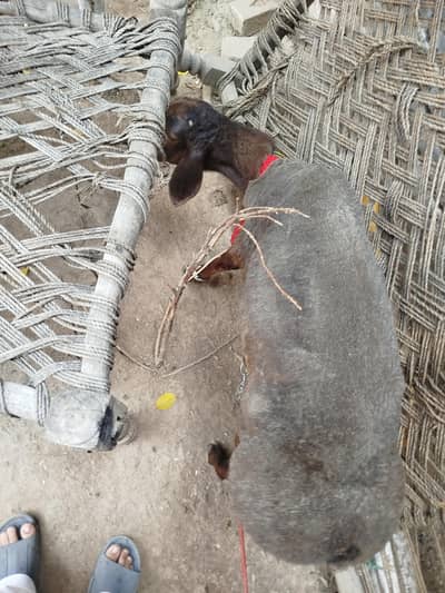 Balkhi dumba nacha 2027 qurbani