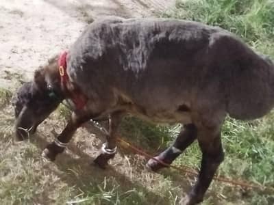 Dumba | Sheep | Blkhi Dumba | Dumba / Sheep For Sale