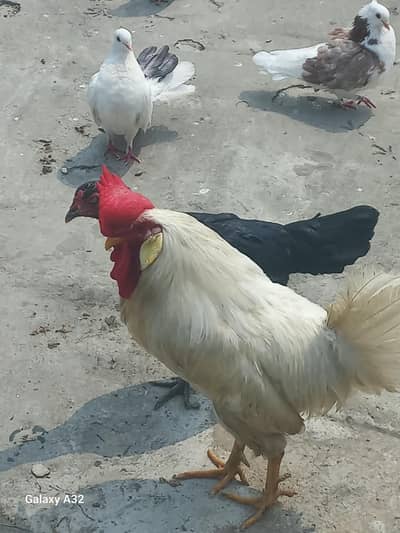 hen egg laying / murgya healthy and active piar