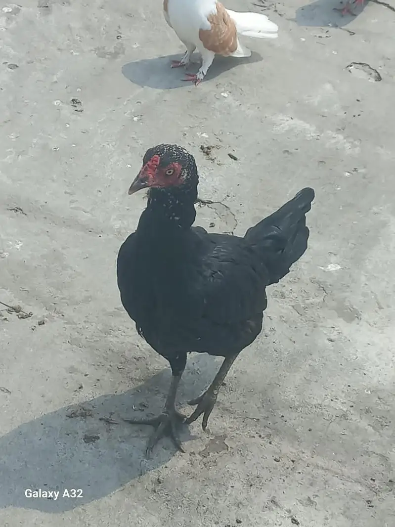 hen egg laying / murgya healthy and active piar — photo 2