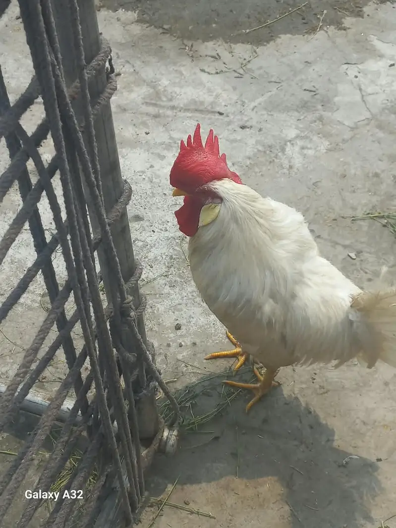 hen egg laying / murgya healthy and active piar — photo 3