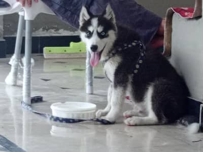 Husky for sale