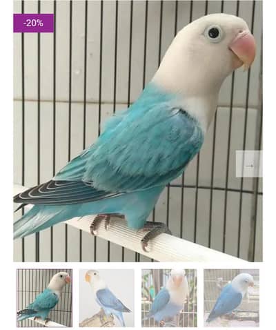 Blue Opaline Pair