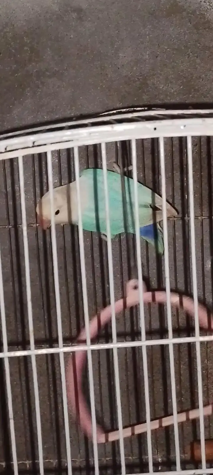 Blue Opaline Pair — photo 2
