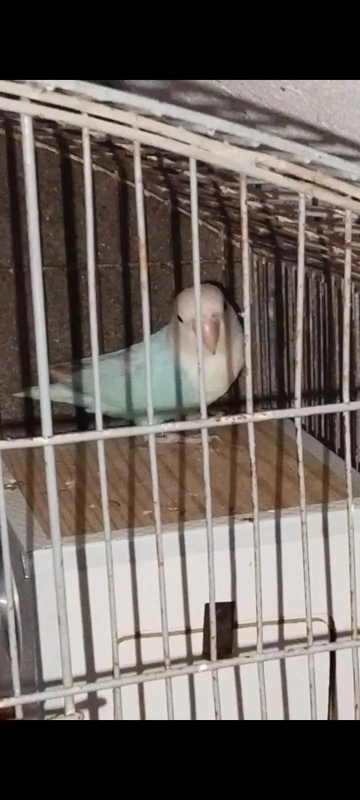 Blue Opaline Pair — photo 3