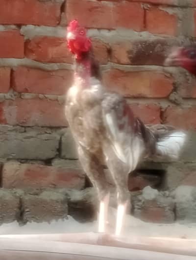 Aseel Breeder with 9 months of age